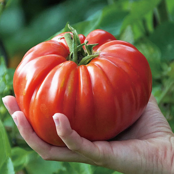 Giant Delicious Tomato