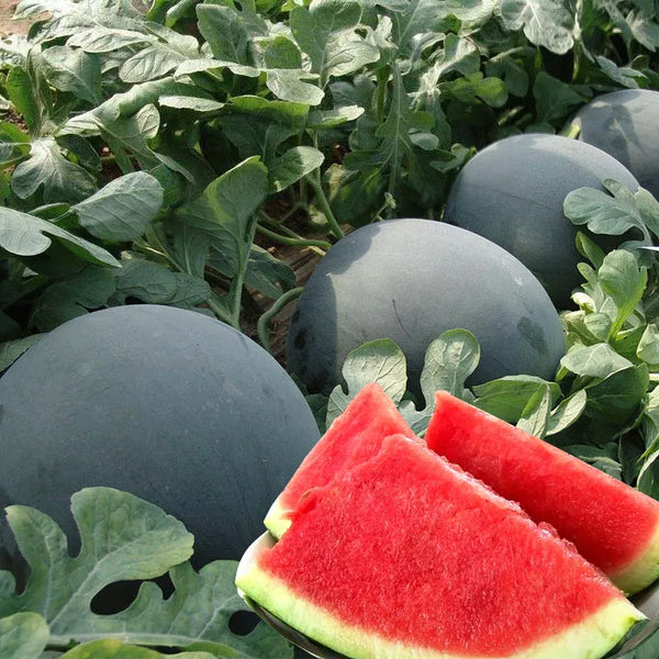 Black Diamond Watermelon Seeds