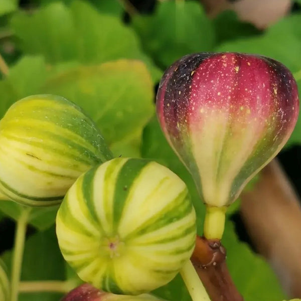 彩虹无花果种子更高品质