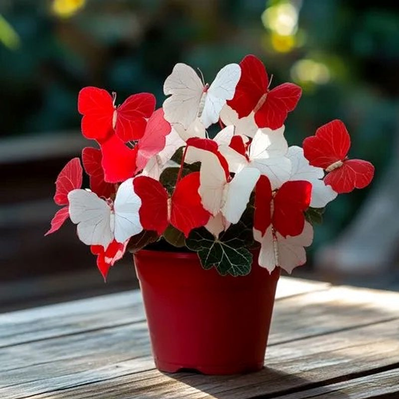 Butterfly Begonia Twins Red and White