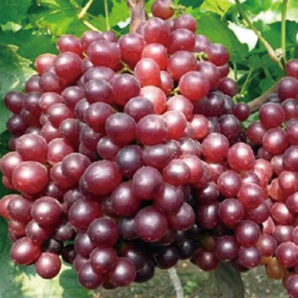 Red Kyoho Grape Seeds