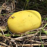 Golden Honeydew Seed Japanes Kogane Makuwauri Sweet Melon Non-GMO Juicy Fruit Great Sweet Taste Gardening