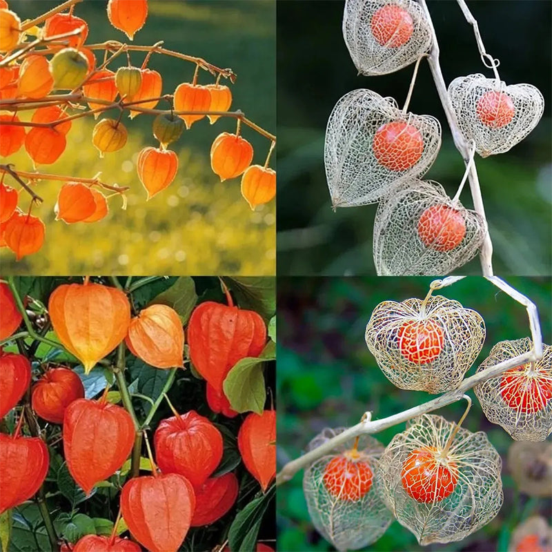Semillas de cereza de linterna Cereza de tierra de invierno-Cereza de tierra de fresa