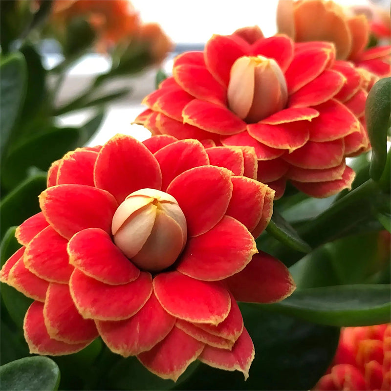 Semillas de flores de longevidad Golden Fox