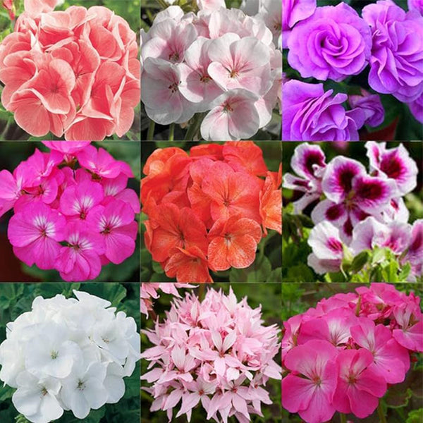 Mixed Geranium Flower Seeds Plant Perennial Bloom Flower Garden Home