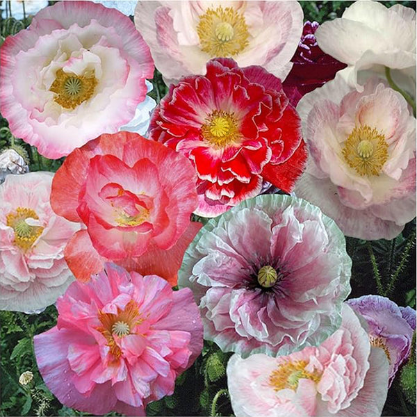 Shirley Mixed Poppy Seeds for Planting - Double Mixture (Papaver rhoeas)  & Open Pollinated Bulk