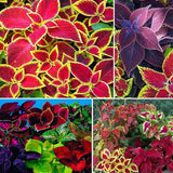 Rare Mixed Coleus Flowers Seeds Rainbow Coleus Wizard