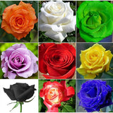 Semillas de flores de rosas multicolores mixtas, flores perennes, plantas raras, bonsái de jardín