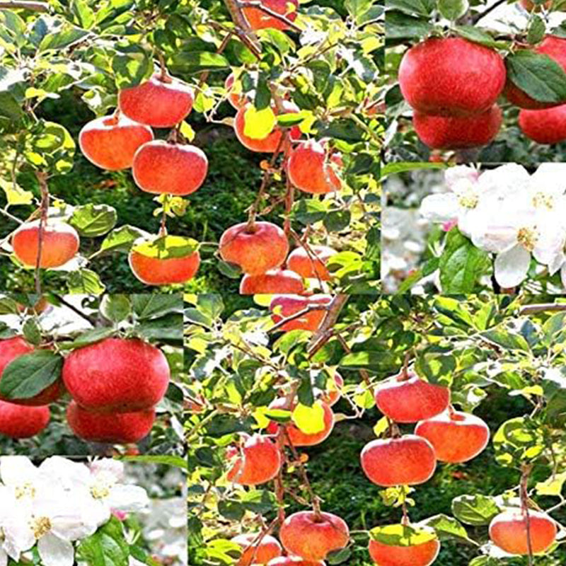 Semillas del árbol de manzana Red Delicious - Malus pumila