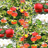 Semillas del árbol de manzana Red Delicious - Malus pumila