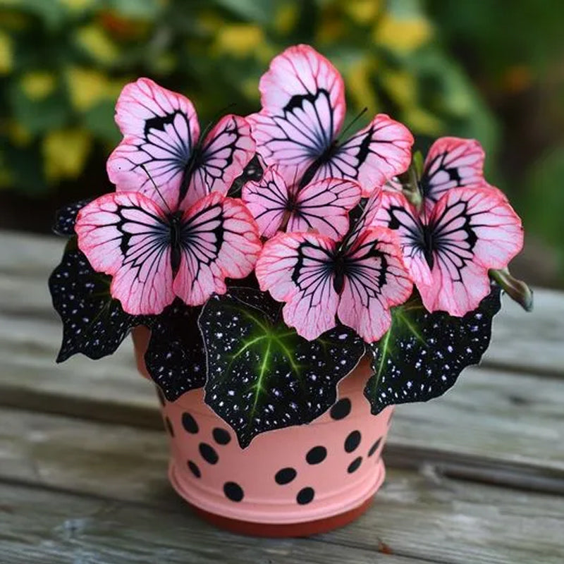 Begonia mariposa🦋Polvo de línea negra