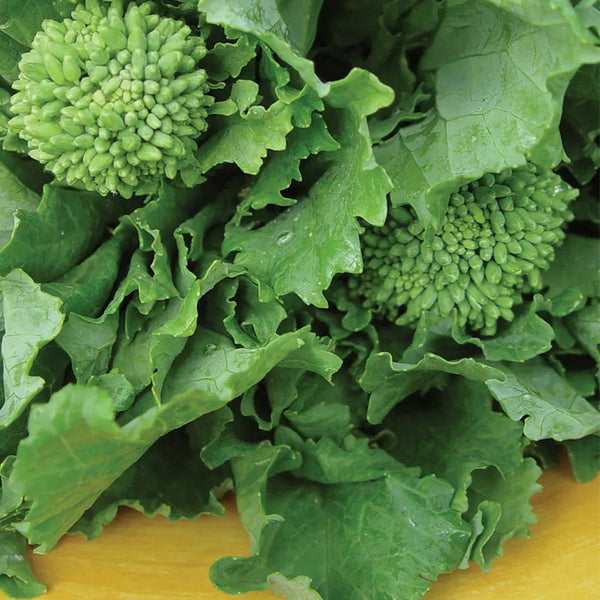 Broccoli Raab, Spring