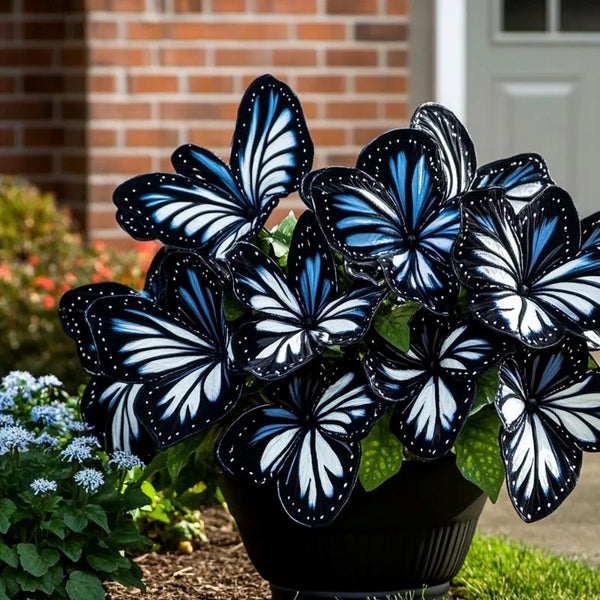 Butterfly Begonia🦋Starry Sky