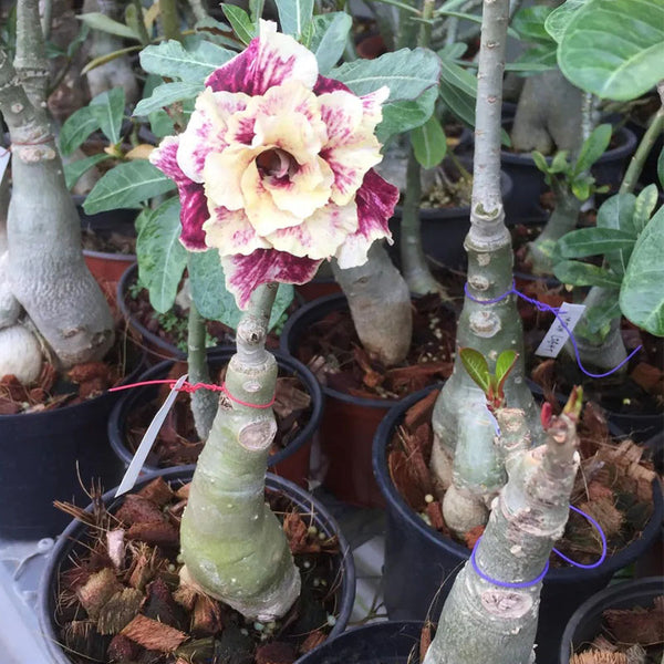 Golden Year Desert Rose