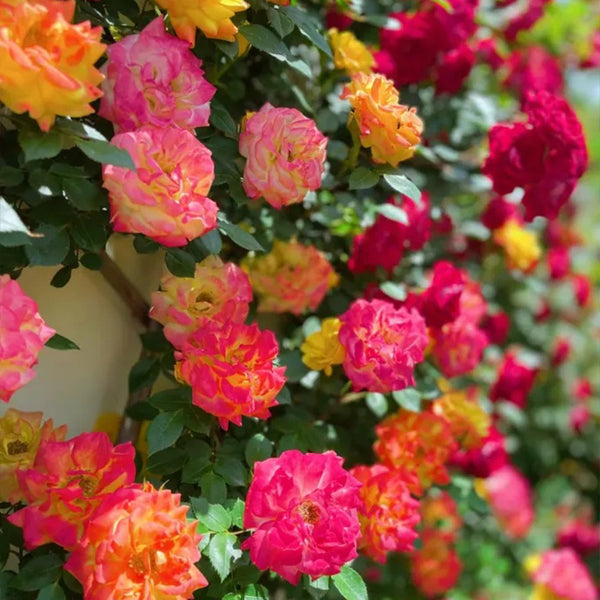 Climbing Rainbow's End Rose-Bring the Rainbow Home