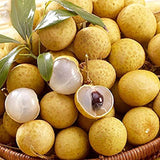 Semillas de fruta exótica rara de Longan enano Sri Chompoo, también conocido como Ojo de dragón