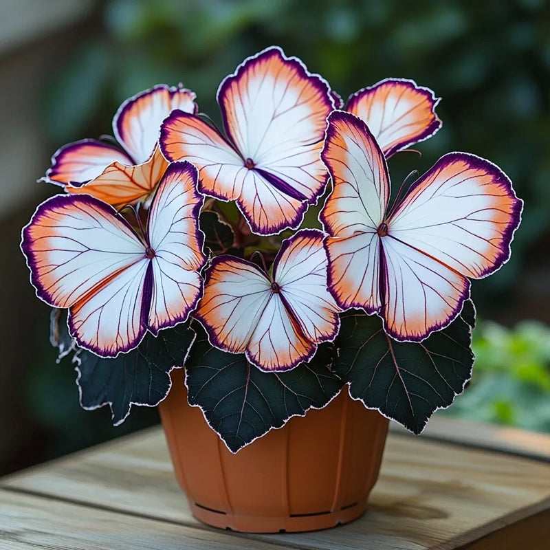 Begonia mariposa 🦋Naranja degradado"
