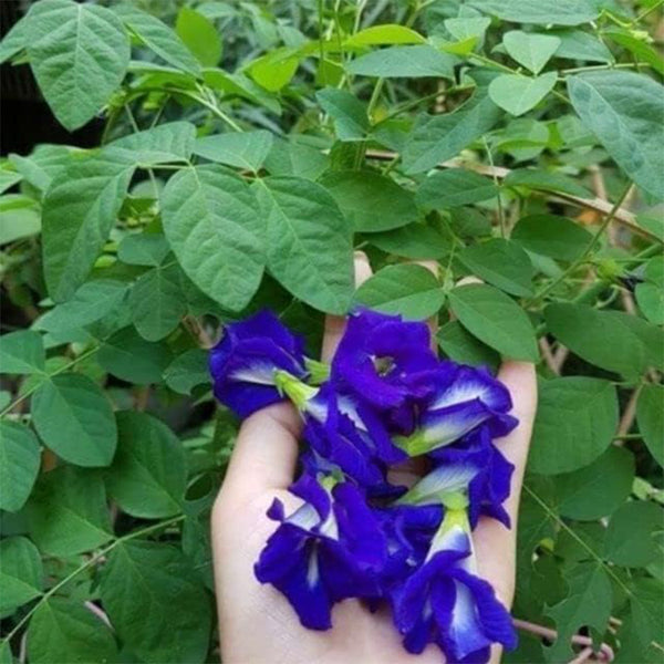 蝶豆花种子 - HOA Dau Biec - 蓝蝶豆藤种子 (Clitoria Ternatea) 亚洲鸽翼 - 热带藤本植物种子 - 可食用花卉种子