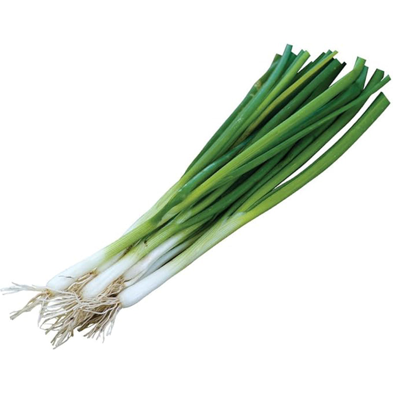 Semillas de cebolla blanca alargada de hoja perenne