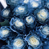 Rosa Galaxia Estrellada - Rosa Rara