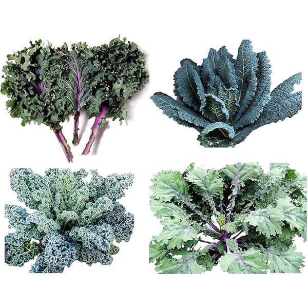 Kale Mixed Seeds, This is a Mix!Dwarf Blue Curled, Lacinato Dinosaur, Siberian Dwarf, Russian Red