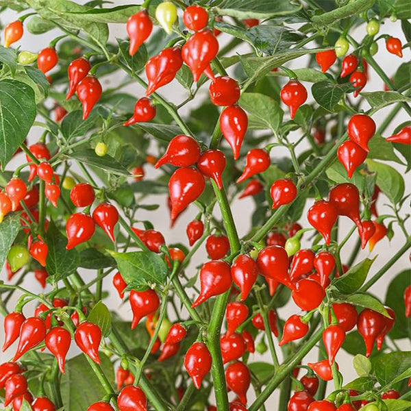 Biquinho Red Hot Pepper Seeds  Non-GMO,Vegetable Garden - Capsicum annuum