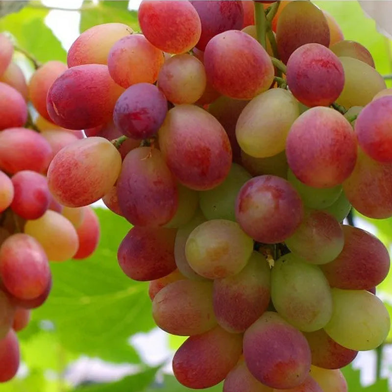 Midknight Beauty Grapes Seeds - Giant Rose (Rose scented)