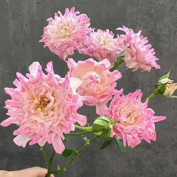 Rare Pink Kite Roses