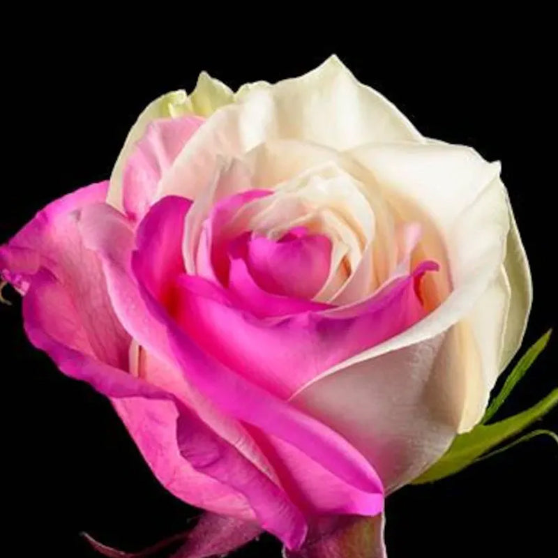 Semillas de rosa blanca fucsia - Cozy Beauty