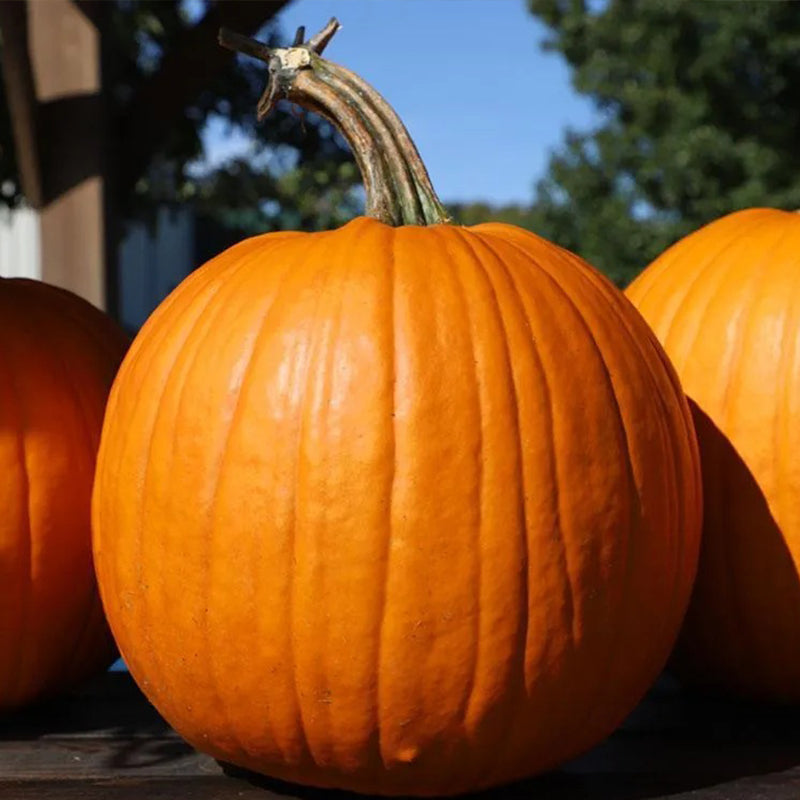 Calabaza Bellatrix F1