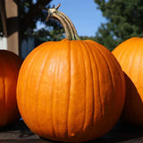 Calabaza Bellatrix F1