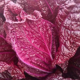 Organic Purple Cabbage Seeds