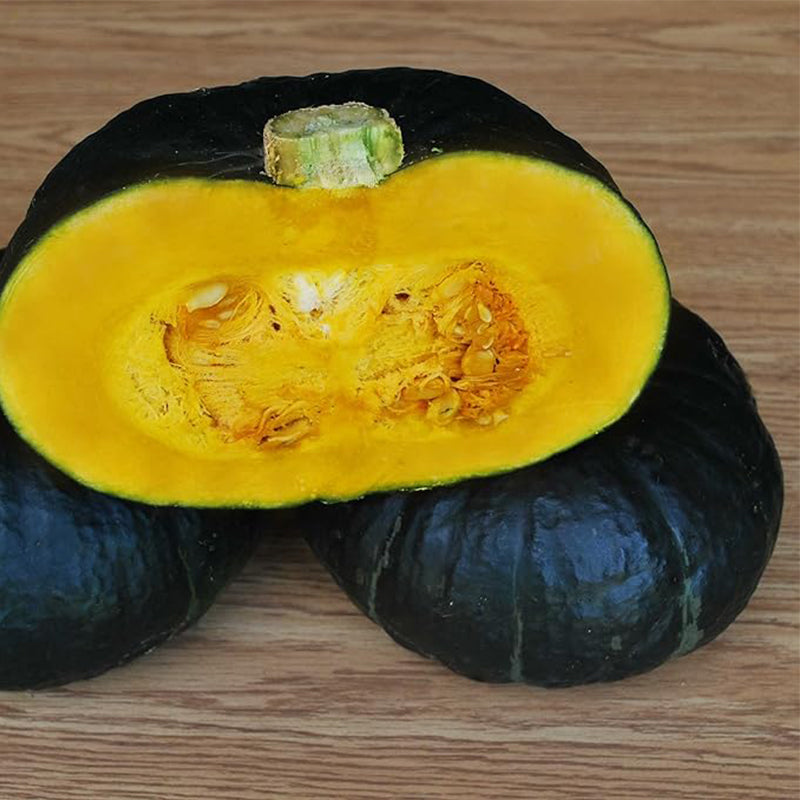 Squash Seeds - Winter - Zeo Feng - Hybrid Non-GMO, F1 Hybrid - Asian Garden Vegetable