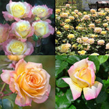 Rosas de la Paz - El Mensajero de la Paz