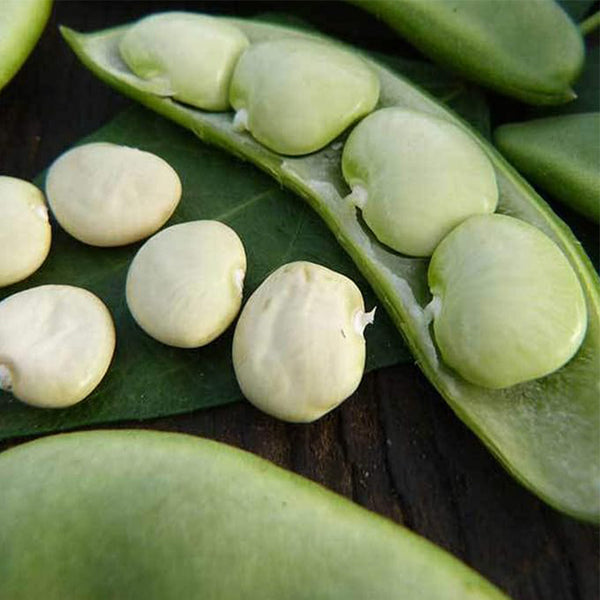 Fordhook 242 Bush Lima Bean Open Pollinated, Non-GMO, Farm & Vegetable Gardening Seeds