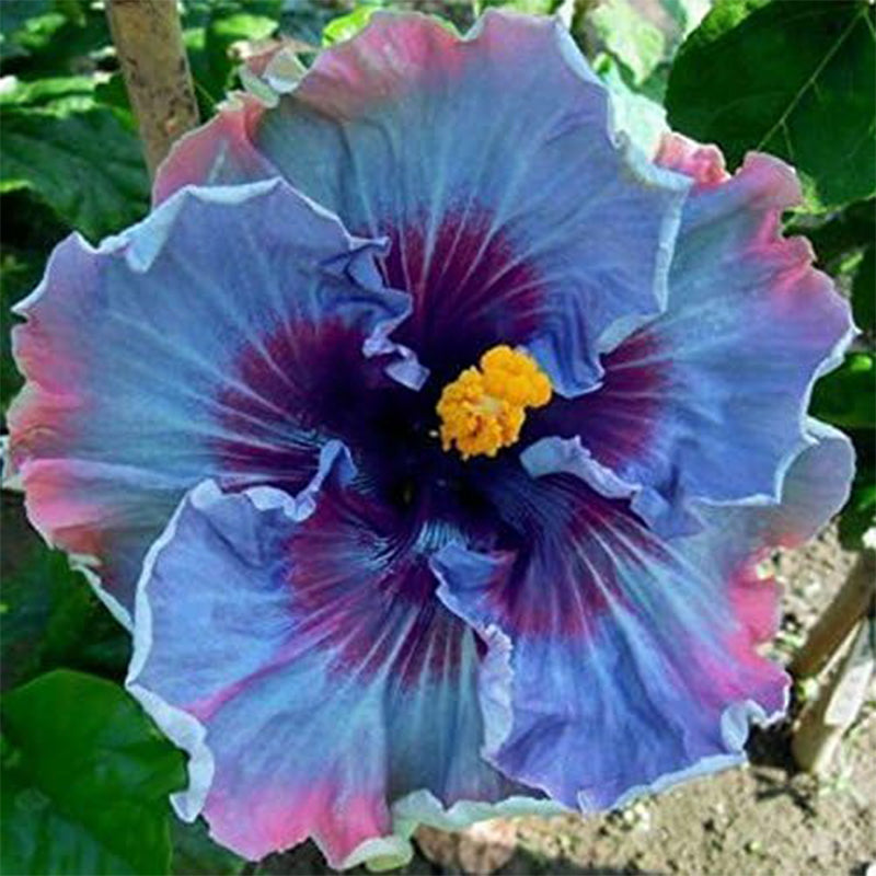 Hibiscus Perennial Flower Seed Easy to Grow Huge Flowers Fairy Dust