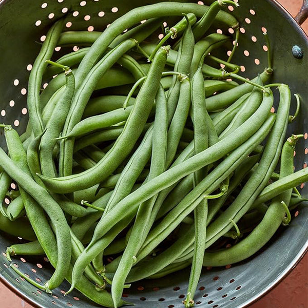 Blue Lake 274 Bush Bean Seeds