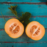 Minnesota Midget Muskmelon Great for Containers Sweet Easy to Grow