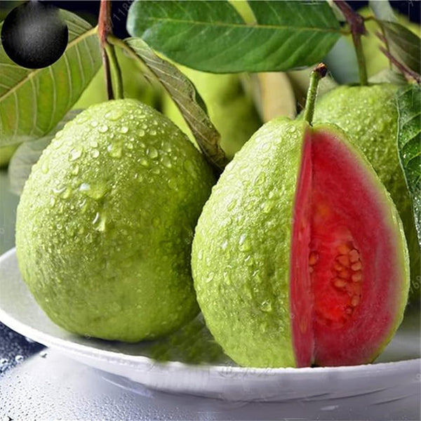 Guava Fruit Tree Seeds for Planting - Exotic and Delicious Tropical Fruit. Great for Live Indoor Bonsai Tree