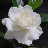 Big Leaf Gardenia Seeds