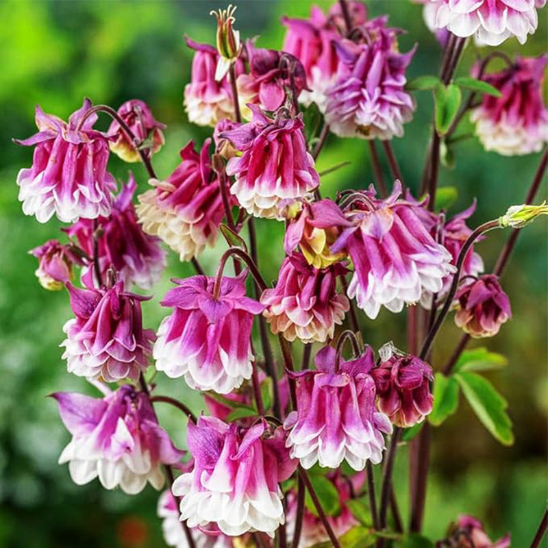 Semillas de Aquilegia doble Semillas de flores de enagua rosa para plantar en el jardín al aire libre Semillas de plantas de flores que atraen abejas
