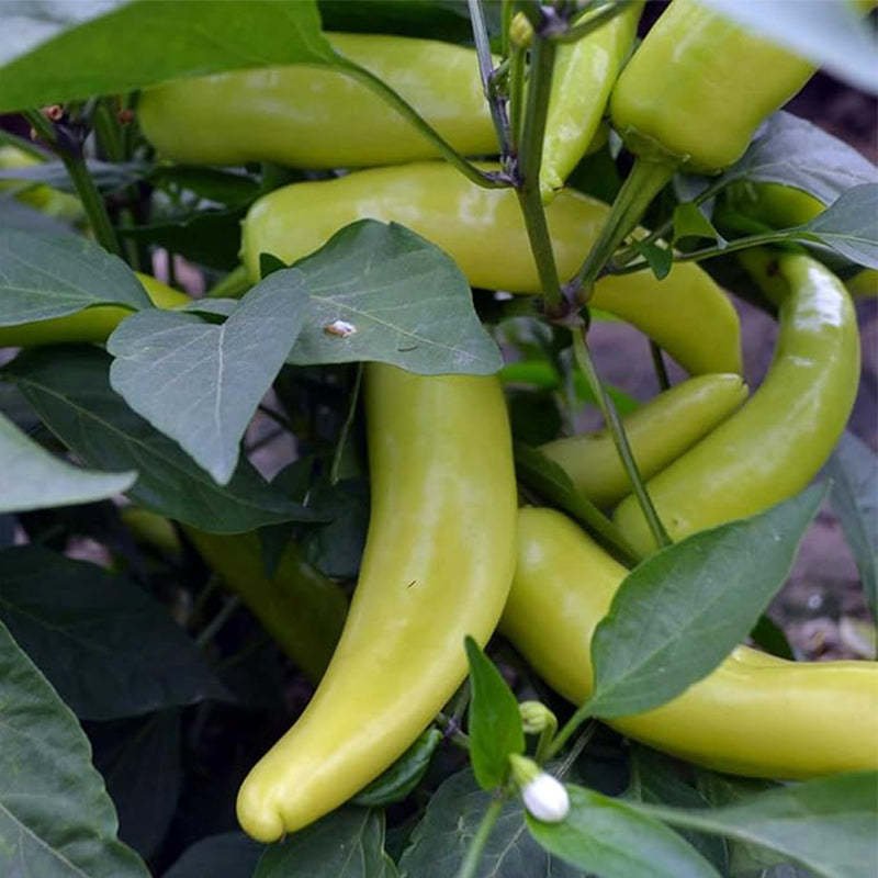 Semillas de pimiento picante amarillo húngaro para jardín, sin OGM, para horticultura