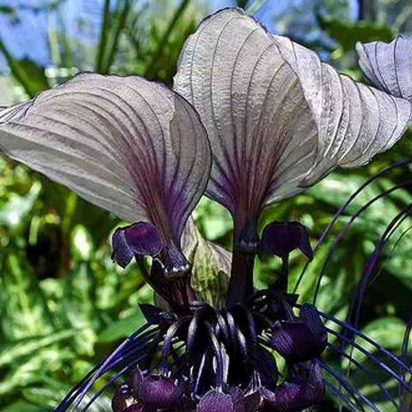 Semillas de flores dobles de color púrpura y trompeta de ángel Brugmansia Datura