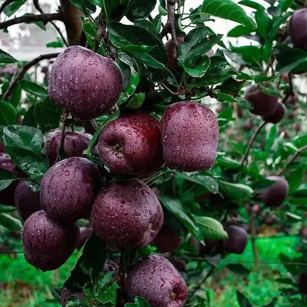 Rare Black Diamond Apple Seeds