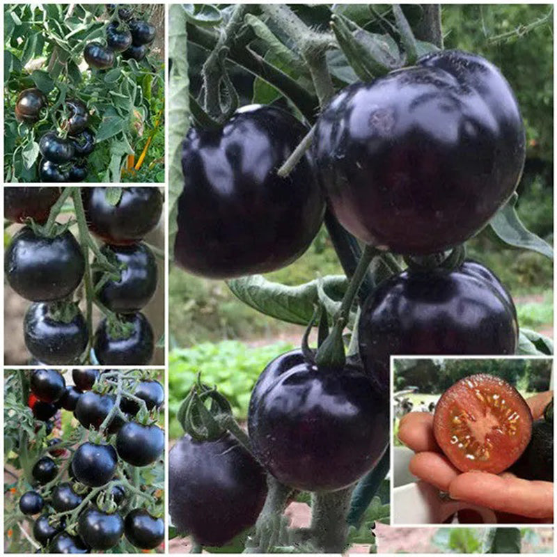 Semillas de tomate orgánico de rosa índigo, Solanum lycopersicum