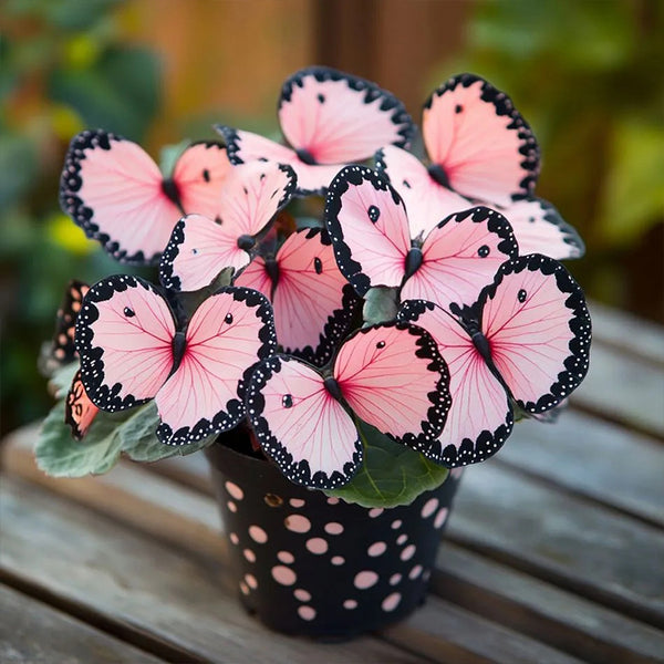 Butterfly Begonia🦋Spotted-Orange