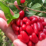 Choniccra standishii-Love Fruit Seeds