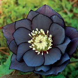 Rosa navideña-Eléboro negro