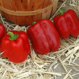 Pimienta Sprinter F1 Orgánica