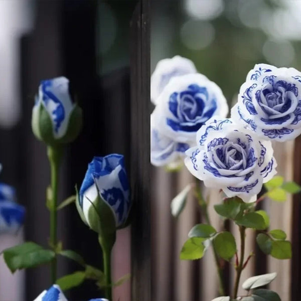 Rare Blue Ink Rose Seeds